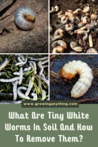 What Are Tiny White Worms In Soil And How To Remove Them