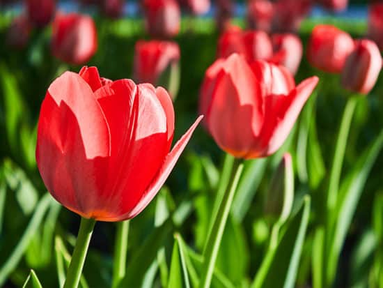 Can You Plant Tulips in The Spring Detailed Guide 2024