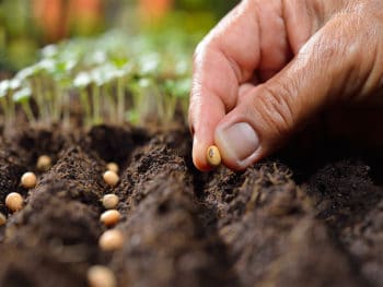 How To Stratify Seeds? Top Techniques To Make Seeds Germinate