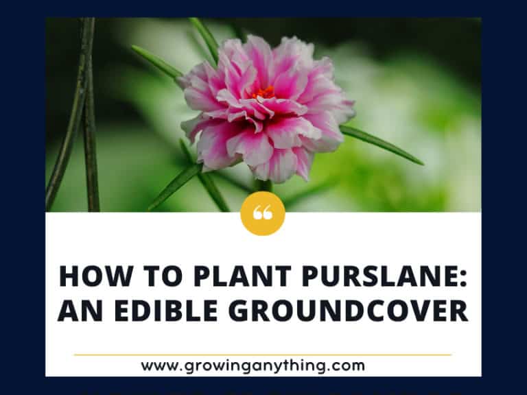 How To Plant Purslane