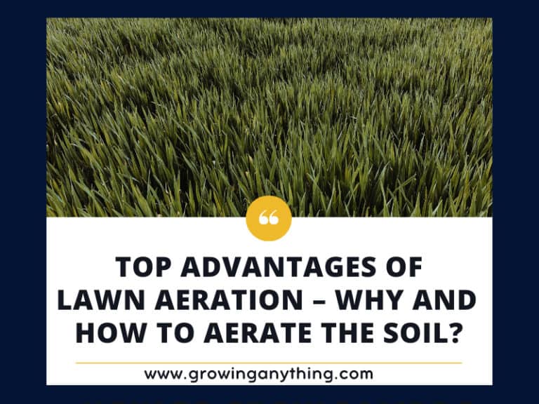 Should You Aerate Your Lawn