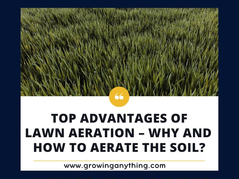 Top 5 Advantages of Lawn Aeration - Why and How To Aerate The Soil?