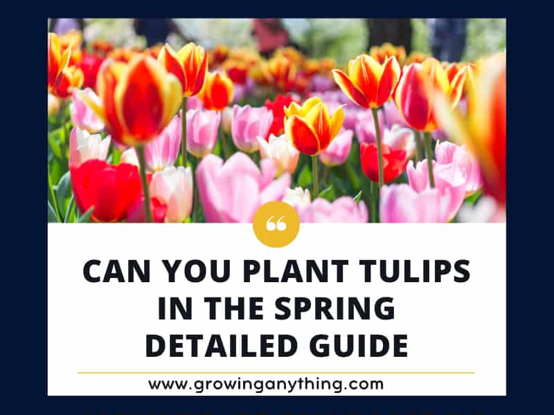 Can You Plant Tulips in The Spring Detailed Guide 2024