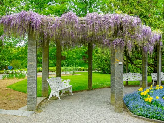 Wisteria – All You Need to Know to Get the Most Beautiful Blossoms