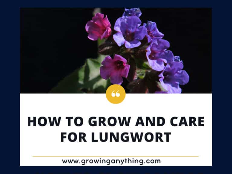 How To Grow And Care For Lungwort