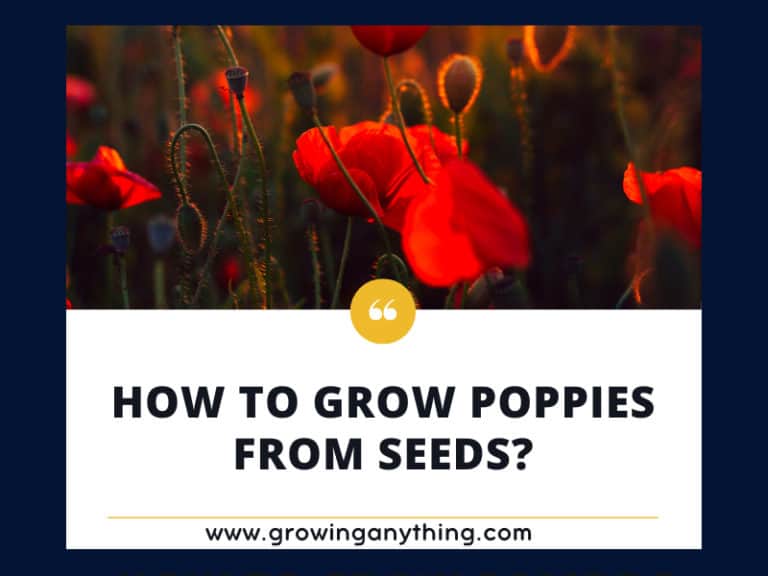 How To Grow Poppies From Seeds