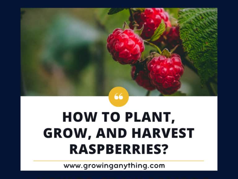 How To Plant Grow And Harvest Raspberries