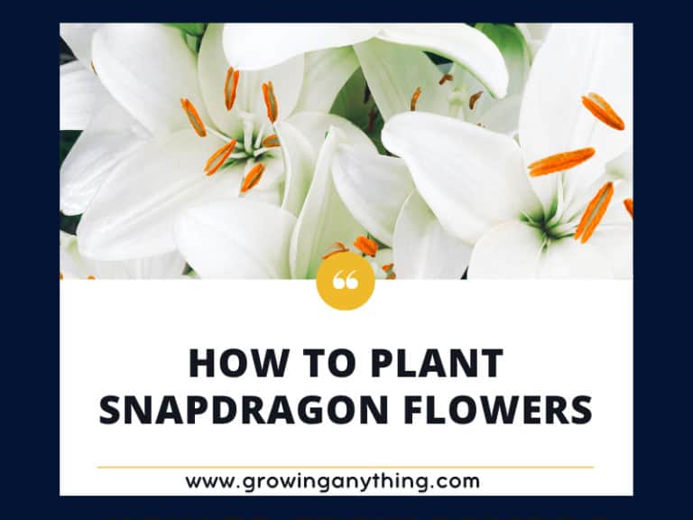 How To Plant Snapdragon Flowers