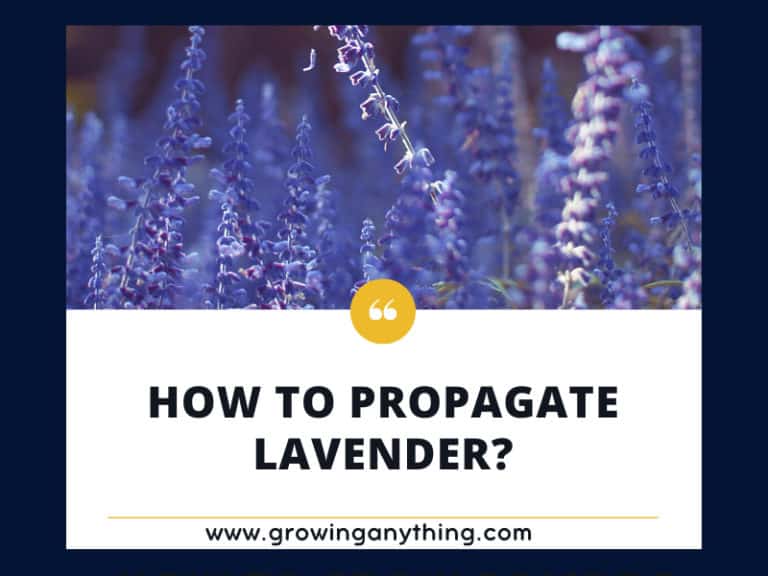 How To Propagate Lavender