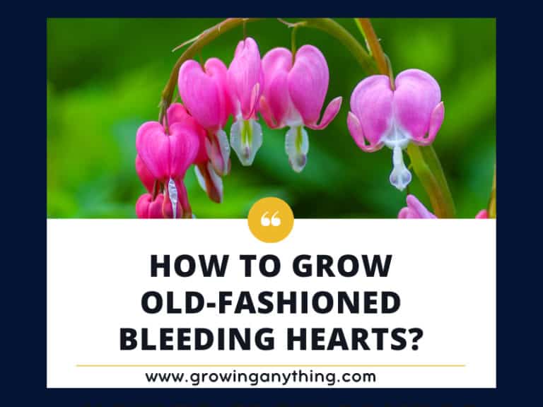 Old Fashioned Bleeding Hearts