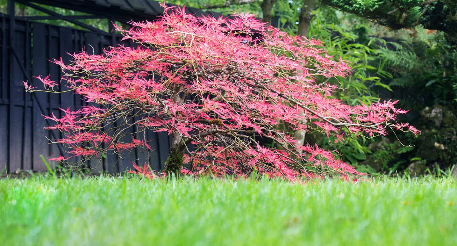 How To Pruning Japanese Maples The Ultimate Guide 2023 
