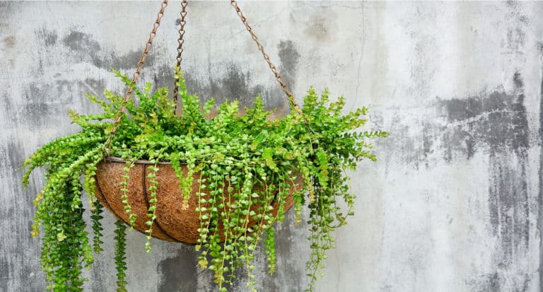 Succulent Hanging Plants