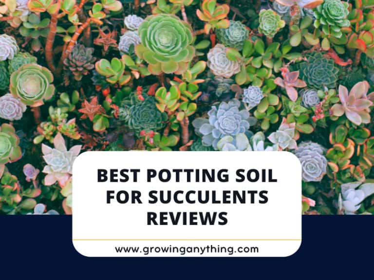 Best Potting Soil For Succulents