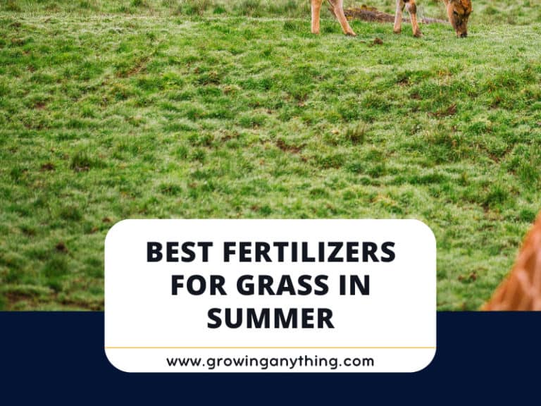 Best Fertilizers For Grass In Summer