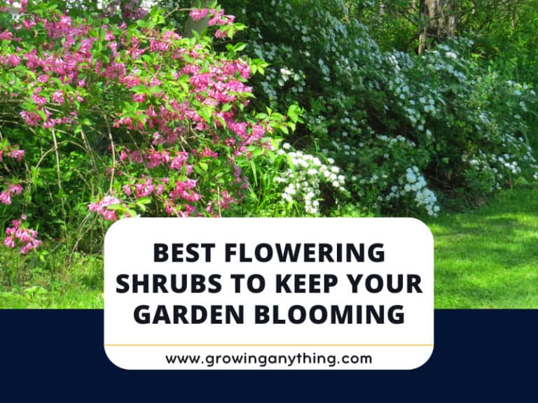 Best Flowering Shrubs