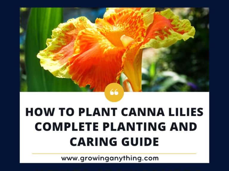 How To Plant Canna Lilies