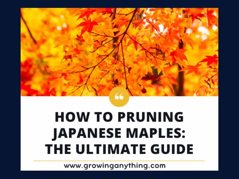 How To Pruning Japanese Maples