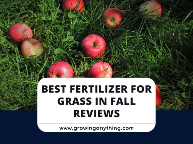 Best Fertilizer For Grass In Fall