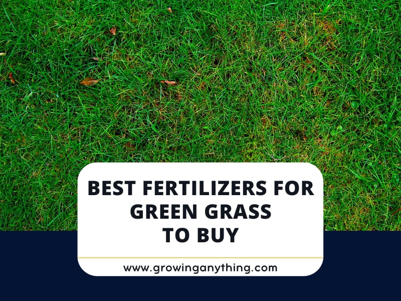 Top 15 Best Fertilizers for Green Grass to Buy 2024