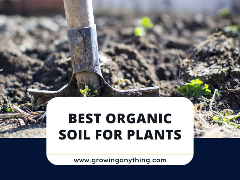 top-15-best-organic-soil-for-plants-to-buy-2024