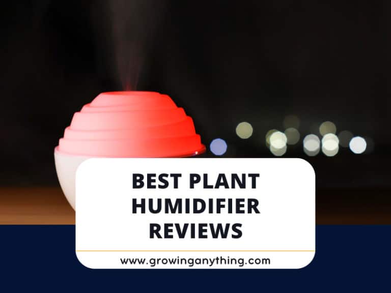 Best Plant Humidifier