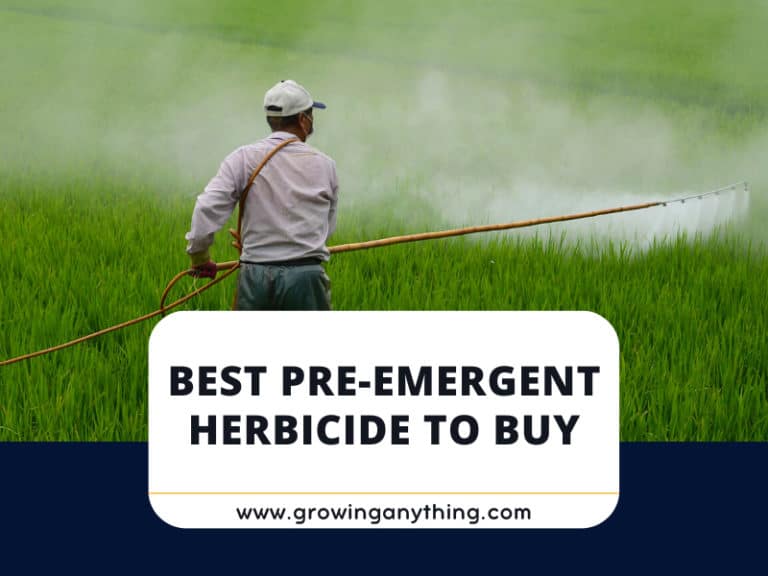 Best Pre Emergent Herbicide