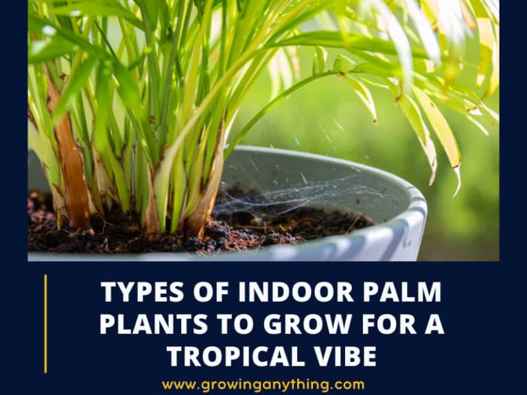 Types Of Indoor Palm Plants