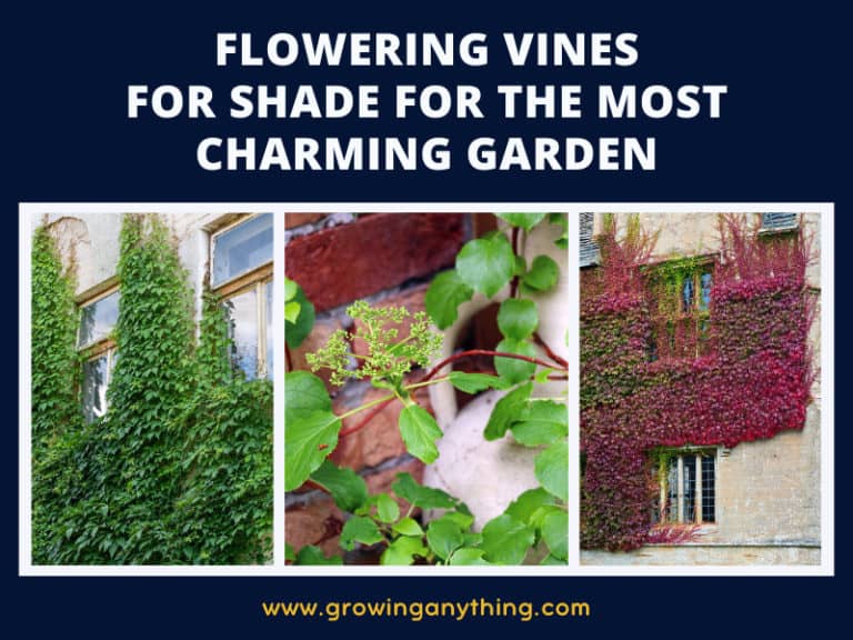 Flowering Vines For Shade