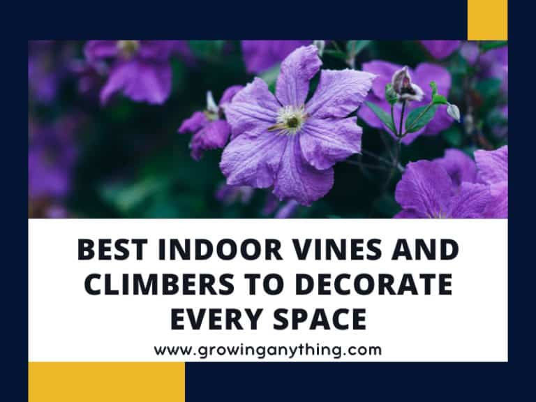 Indoor Vines And Climbers