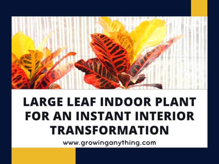 Large Leaf Indoor Plant