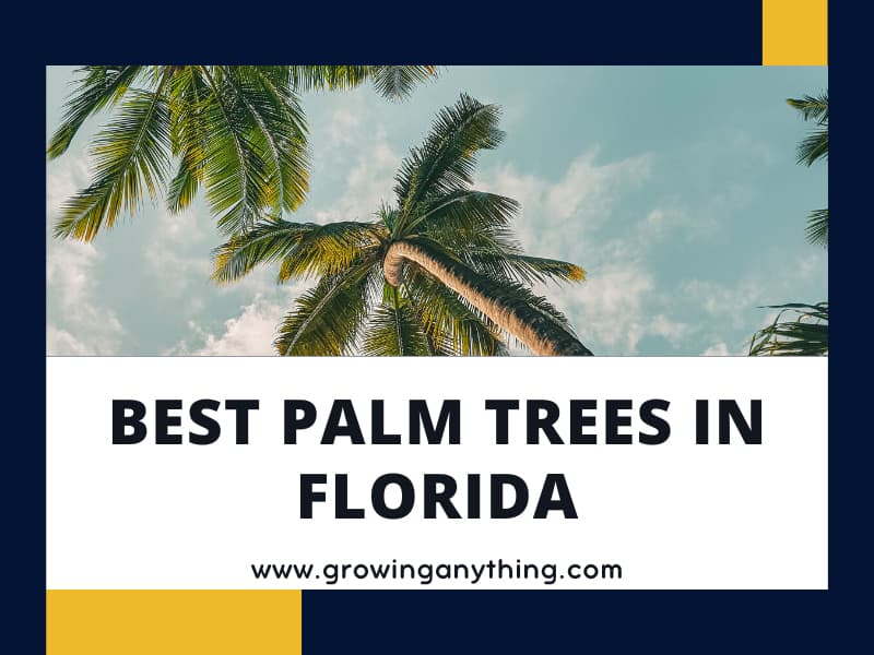 25 Best Palm Trees In Florida For Landscaping, Shade and Decor