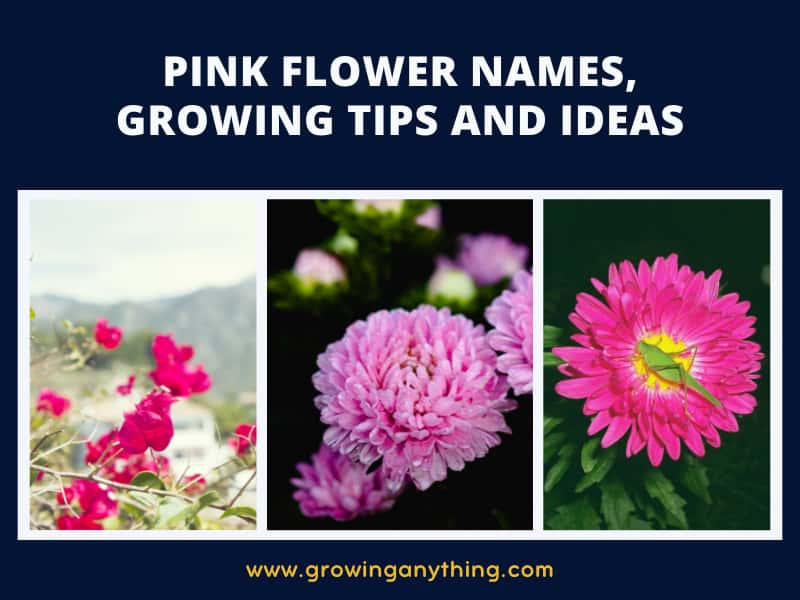 28 Pink Flower Names Growing Tips And Ideas 2024 1295