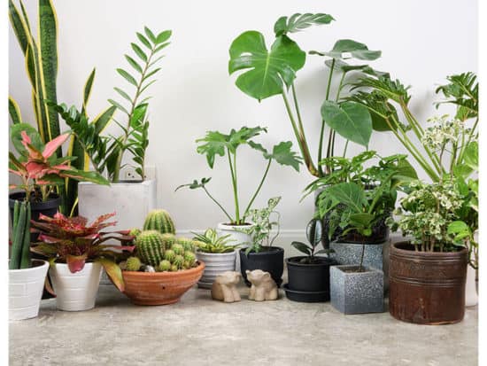 25 Easy-Care Flowering Houseplants For A Pop Of Color Indoors