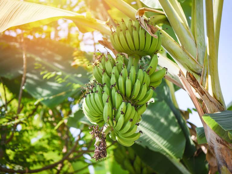 20 Types Of Bananas Guide For The Most Interesting Varieties