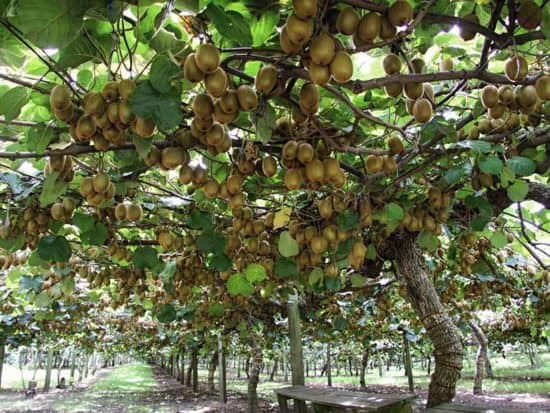 Do Kiwis Grow On Trees Fool Proof Guide For Growing Kiwi