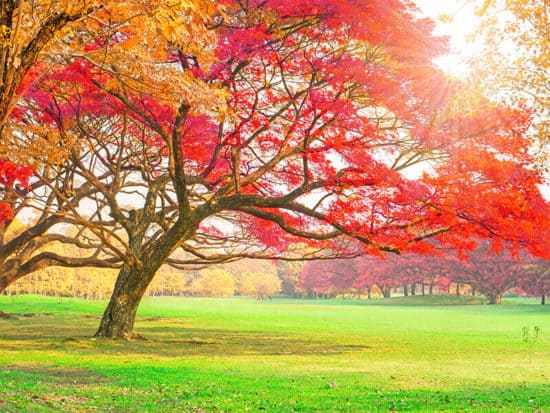 20+ Stunning Trees With Red Leaves For Magic In The Autumn and Year-Round