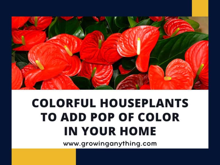 Colorful Houseplants