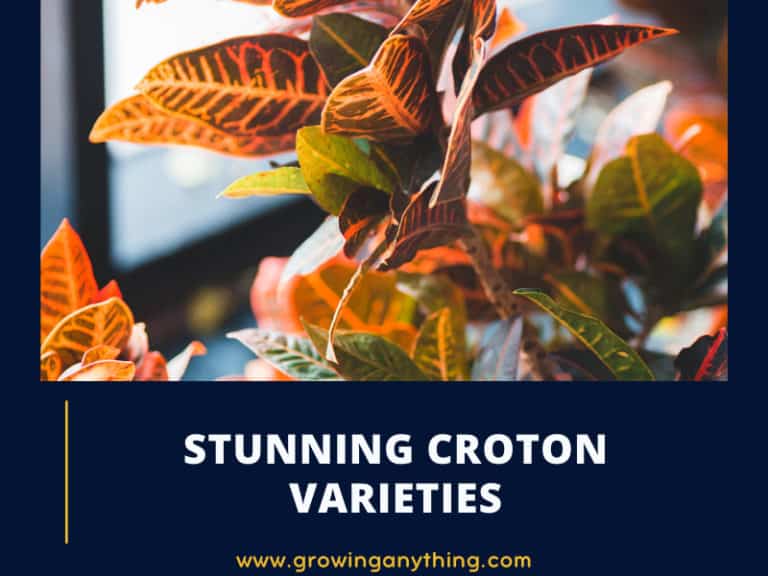 Croton Varieties