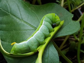 32 Difference Types of Green Caterpillar: Identify Pests In Your Garden