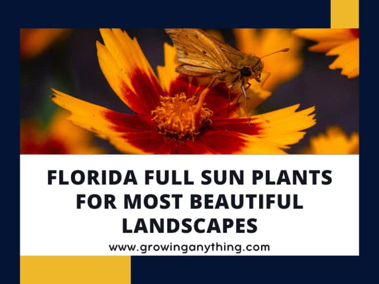 Florida Full Sun Plants