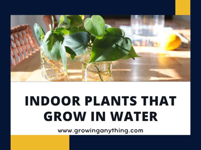 Indoor Plants That Grow In Water