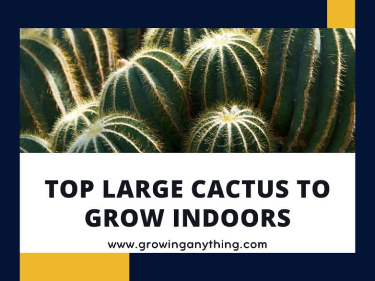 Large Indoor Cactus