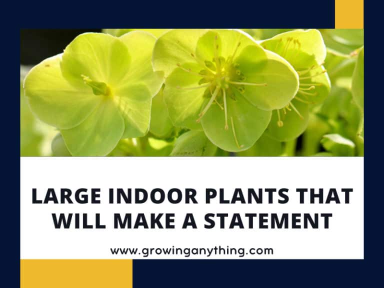 Large Indoor Plants