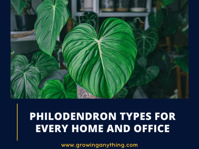 Philodendron Types