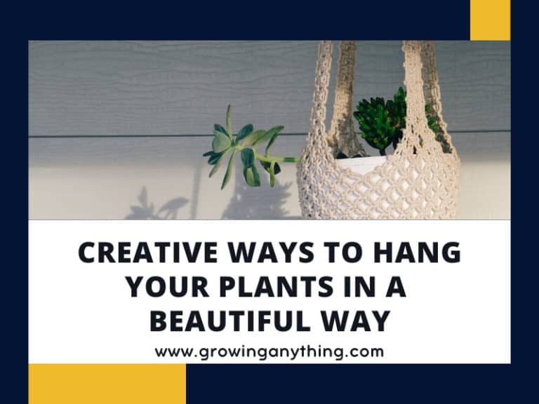 Plant Hanging Ideas