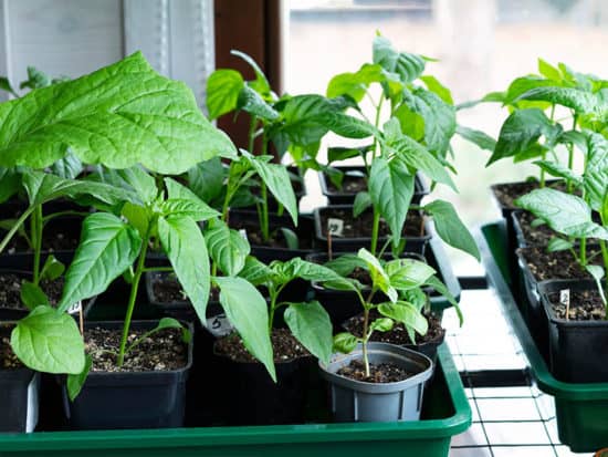 Growing Bell Peppers In Pots: Foolproof Guide For Gardeners