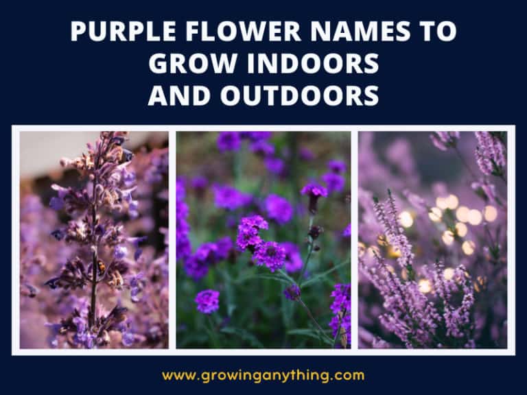 Purple Flower Names