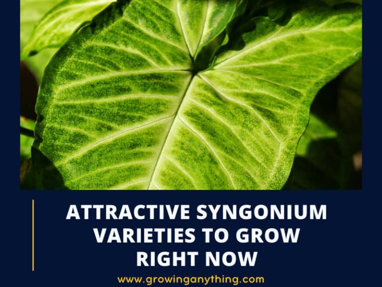 Syngonium Varieties