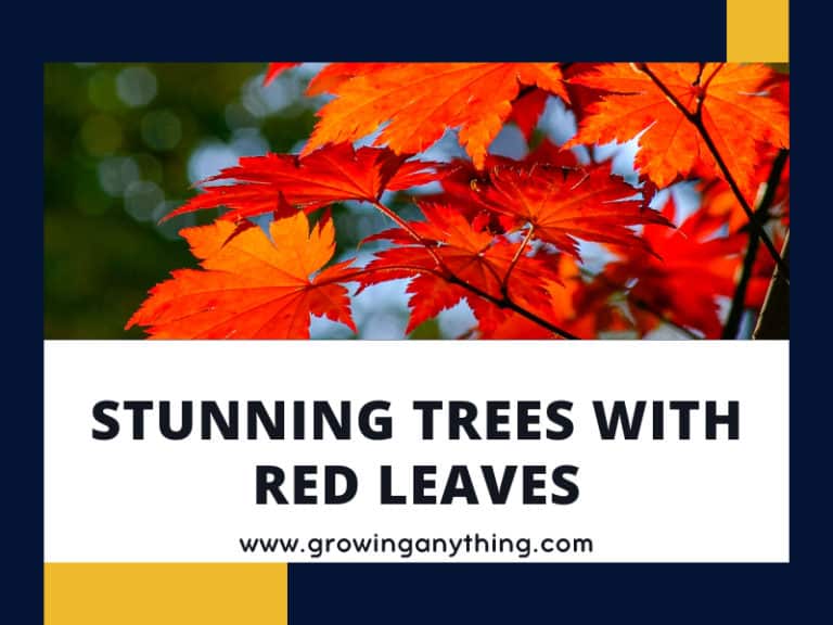 Trees With Red Leaves