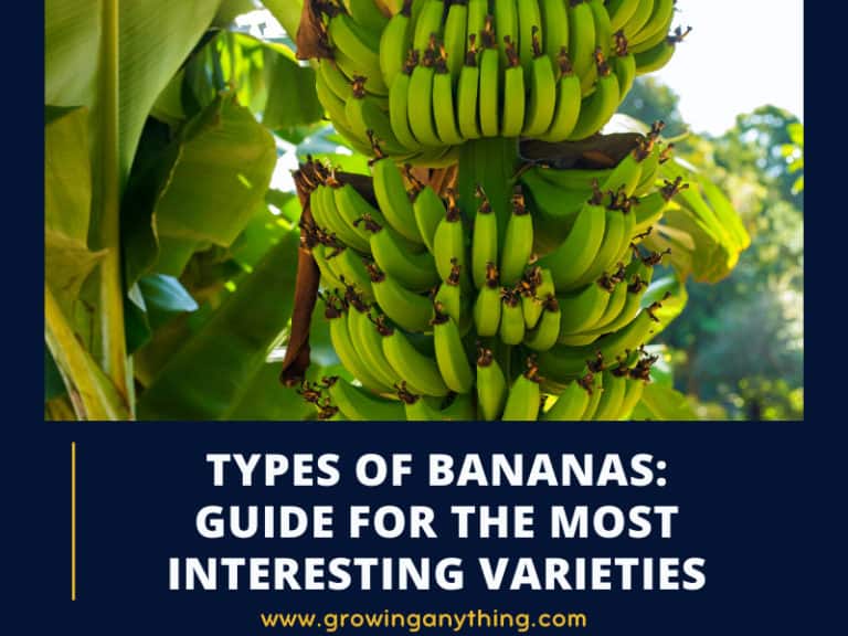 Types Of Bananas